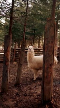 Ormanda bir alpaka iğnesi. Çam ormanındaki bir muhafaza içinde Alpaca. Gerçek bir lama şutu. Dikey video