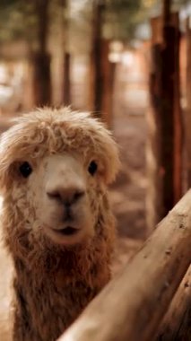 Ormanda bir alpaka iğnesi. Çam ormanındaki bir muhafaza içinde Alpaca. Gerçek bir lama şutu. Dikey video