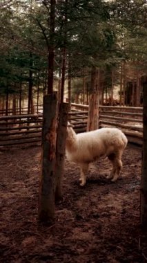 Ormanda bir alpaka iğnesi. Çam ormanındaki bir muhafaza içinde Alpaca. Gerçek bir lama şutu. Dikey video