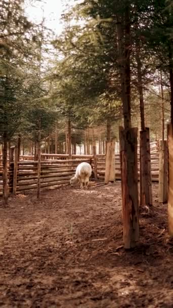 Shot Alpaca Forest Alpaca Enclosure Pine Forest Shot Real Llama — Stock Video