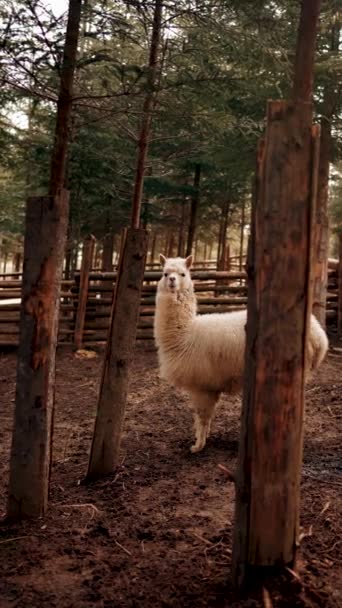 Shot Alpaca Forest Alpaca Enclosure Pine Forest Shot Real Llama — Stock Video