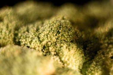 Siyah arka planda tabakta taze brokoli. Sağlıklı beslenme konsepti.