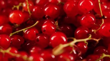 Kırmızı frenk üzümü siyah arka planda bir tabakta döner. Frenk üzümü izole edildi. Çilek konsepti 4k