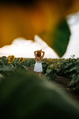 Beyaz elbiseli güzel bir kadın gün batımında ayçiçeklerinin arka planında poz veriyor. Kurumuş çiçeklerle fotoğraf çekimi. Yaz konsepti