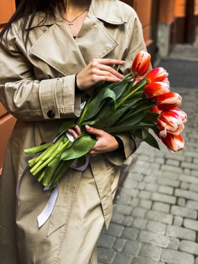 Dişi eller taze kırmızı laleleri tutar. 8 Mart Kadınlar Günü Konsepti