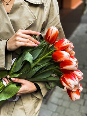 Dişi eller taze kırmızı laleleri tutar. 8 Mart Kadınlar Günü Konsepti