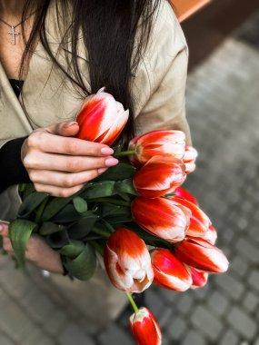 Dişi eller taze kırmızı laleleri tutar. 8 Mart Kadınlar Günü Konsepti