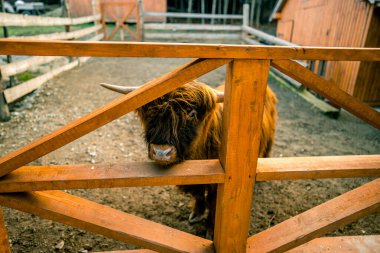 Scottish cow grazing in an enclosure on a farm. Image of a Scottish cow clipart