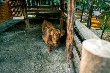 Scottish cow grazing in an enclosure on a farm. Image of a Scottish cow clipart