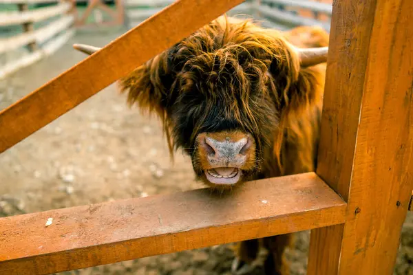 İskoç ineği, bir çiftliğin içinde otluyor. Bir İskoç ineğinin görüntüsü