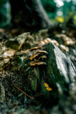 Mushrooms in the autumn forest. Frame of wild mushrooms in a pine forest clipart