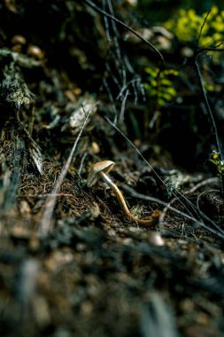 Sonbahar ormanındaki mantarlar. Çam ormanında yabani mantar çerçevesi