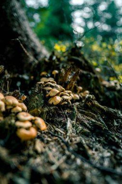 Mushrooms in the autumn forest. Frame of wild mushrooms in a pine forest clipart