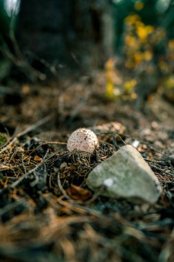 Sonbahar ormanındaki mantarlar. Çam ormanında yabani mantar çerçevesi