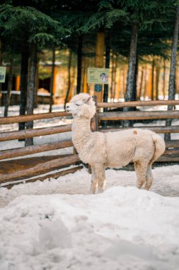 White alpaca walking through snow at a farm surrounded by wooden fences in winter season clipart