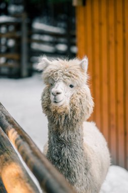 White alpaca walking through snow at a farm surrounded by wooden fences in winter season clipart