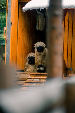 Sheep standing at the entrance of a wooden barn surrounded by trees in a snowy landscape during a winter day clipart