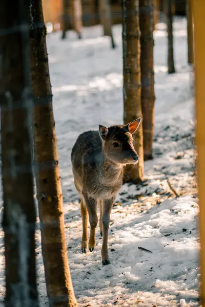 Gün boyunca karlı bir ormanı keşfeden genç geyik, uzun ağaçlar ve benekli güneş ışığıyla çevrili.