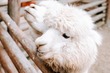 Yumuşak kürklü beyaz alpaka güneşli bir öğleden sonra sıcacık bir çiftlik ortamında tuhaf bir şekilde poz verir.