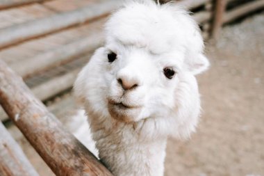 Yumuşak kürklü beyaz alpaka güneşli bir öğleden sonra sıcacık bir çiftlik ortamında tuhaf bir şekilde poz verir.