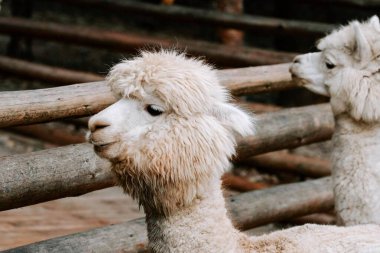 Yumuşak kürklü beyaz alpaka güneşli bir öğleden sonra sıcacık bir çiftlik ortamında tuhaf bir şekilde poz verir.