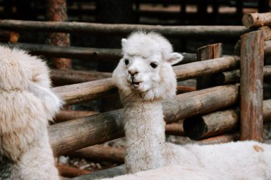 Yumuşak kürklü beyaz alpaka güneşli bir öğleden sonra sıcacık bir çiftlik ortamında tuhaf bir şekilde poz verir.