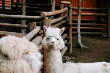 Yumuşak kürklü beyaz alpaka güneşli bir öğleden sonra sıcacık bir çiftlik ortamında tuhaf bir şekilde poz verir.