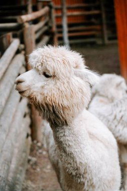 Lama 'lar kırsal bir çiftlik ortamında, güneşli bir günün tadını çıkarıyor ahşap çitler ve çimenli araziler arasında
