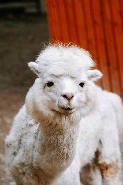 Lama 'lar kırsal bir çiftlik ortamında, güneşli bir günün tadını çıkarıyor ahşap çitler ve çimenli araziler arasında