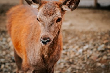 Kırsal kesimde gündüz vakti çitli bir alanda huzur içinde otlayan geyikler.