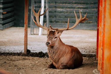 Kırsal kesimde gündüz vakti çitli bir alanda huzur içinde otlayan geyikler.