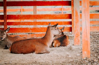 Kırsal kesimde gündüz vakti çitli bir alanda huzur içinde otlayan geyikler.