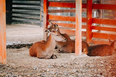 Kırsal kesimde gündüz vakti çitli bir alanda huzur içinde otlayan geyikler.