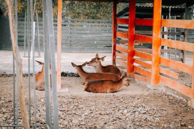 Kırsal kesimde gündüz vakti çitli bir alanda huzur içinde otlayan geyikler.