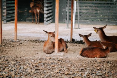 Kırsal kesimde gündüz vakti çitli bir alanda huzur içinde otlayan geyikler.