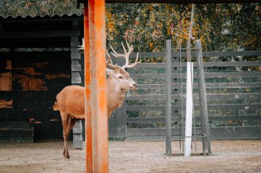 Kırsal kesimde gündüz vakti çitli bir alanda huzur içinde otlayan geyikler.