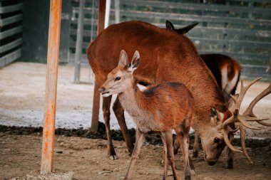 Kırsal kesimde gündüz vakti çitli bir alanda huzur içinde otlayan geyikler.