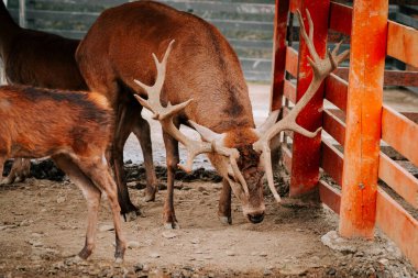 Kırsal kesimde gündüz vakti çitli bir alanda huzur içinde otlayan geyikler.