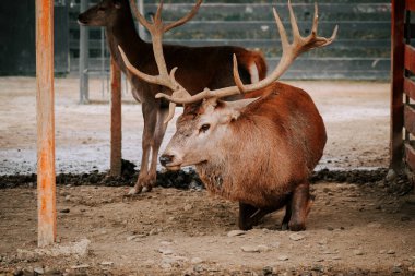 Kırsal kesimde gündüz vakti çitli bir alanda huzur içinde otlayan geyikler.