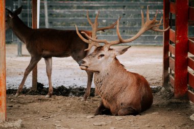 Kırsal kesimde gündüz vakti çitli bir alanda huzur içinde otlayan geyikler.