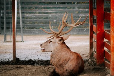 Kırsal kesimde gündüz vakti çitli bir alanda huzur içinde otlayan geyikler.