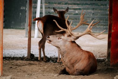 Kırsal kesimde gündüz vakti çitli bir alanda huzur içinde otlayan geyikler.