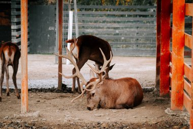 Kırsal kesimde gündüz vakti çitli bir alanda huzur içinde otlayan geyikler.