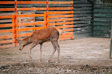 Kırsal kesimde gündüz vakti çitli bir alanda huzur içinde otlayan geyikler.