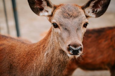 Kırsal kesimde gündüz vakti çitli bir alanda huzur içinde otlayan geyikler.