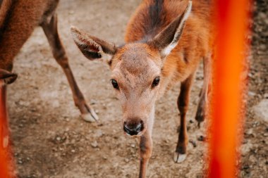 Kırsal kesimde gündüz vakti çitli bir alanda huzur içinde otlayan geyikler.