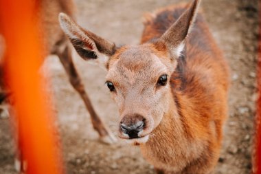 Kırsal kesimde gündüz vakti çitli bir alanda huzur içinde otlayan geyikler.