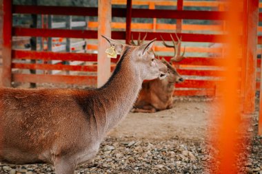 Kırsal kesimde gündüz vakti çitli bir alanda huzur içinde otlayan geyikler.