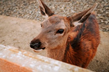 Genç geyik, gündüz saatlerinde doğal bir manzarayla çevrili kırsal bir alanda zarifçe duruyor.