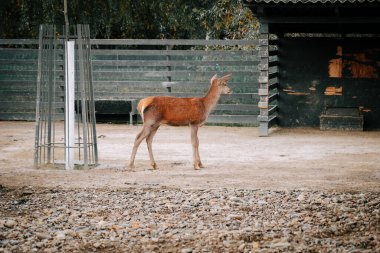 Genç geyik, gündüz saatlerinde doğal bir manzarayla çevrili kırsal bir alanda zarifçe duruyor.